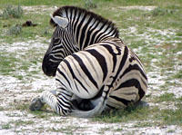massai