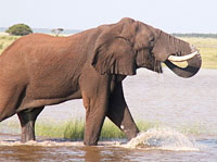 massai