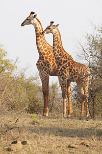 massai